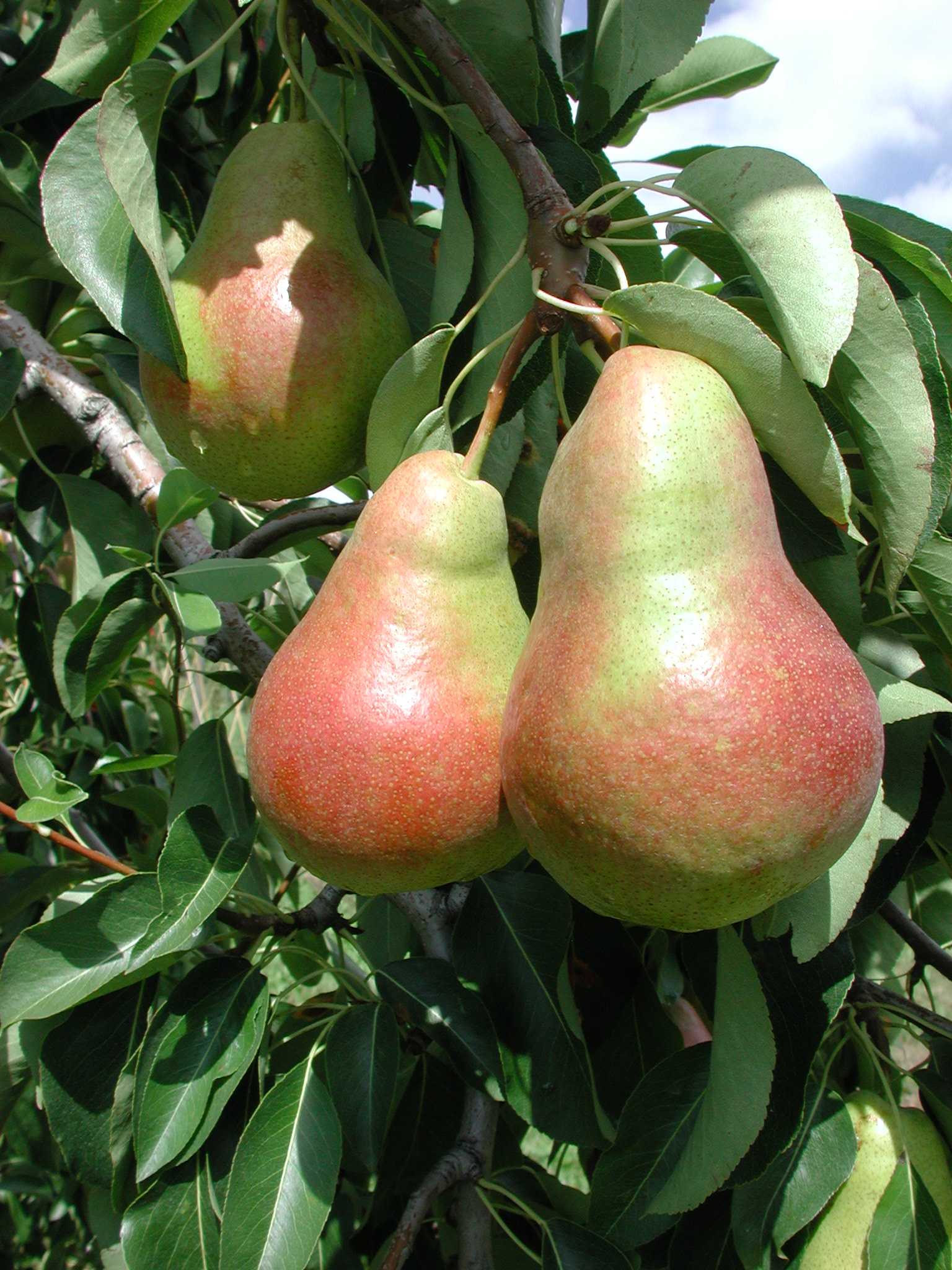 Sweet pear. Сорт груши Харроу Свит. Груша Силк Кинг. Груша Силк Кинг описание. Саженцы груши.