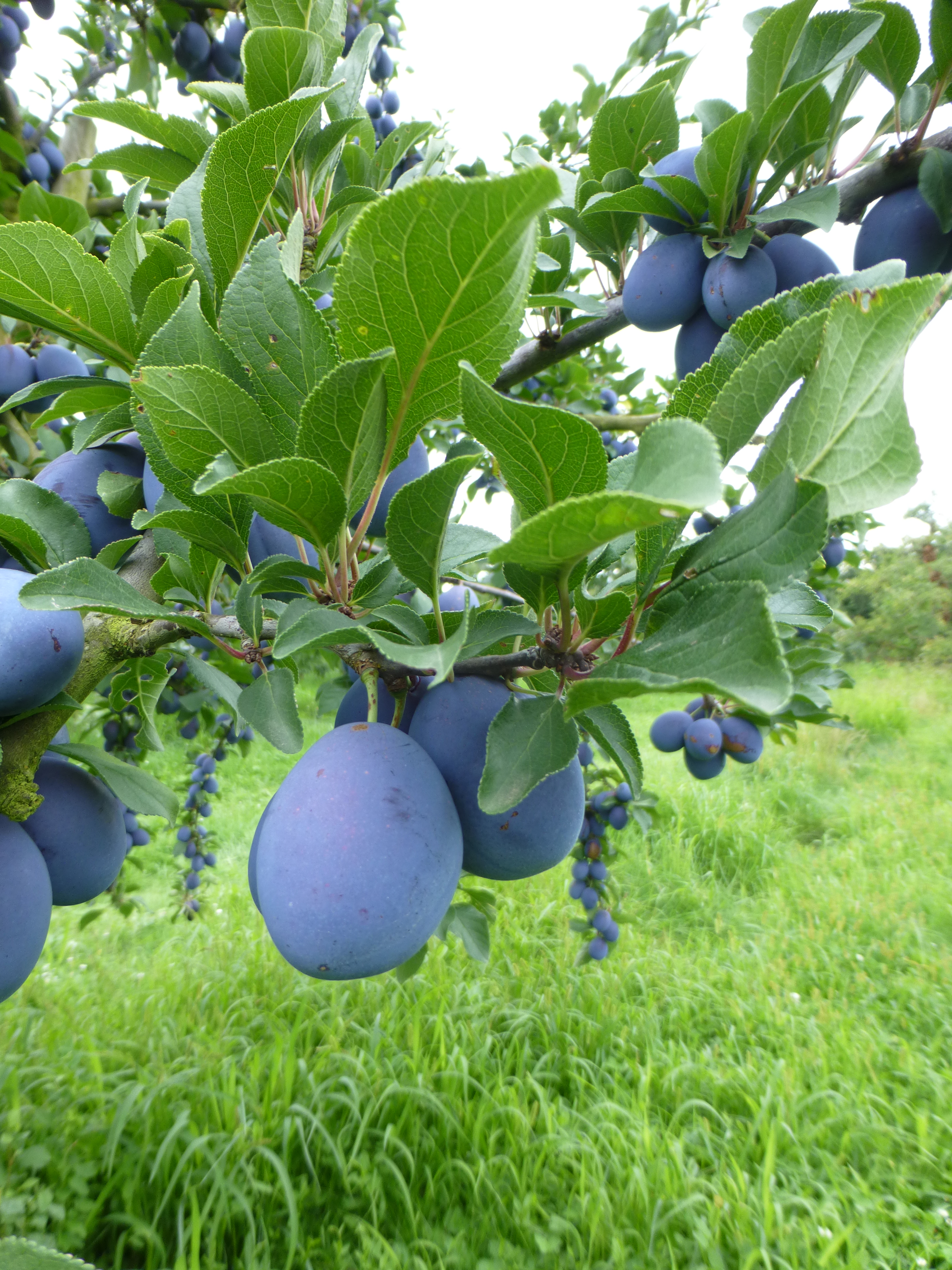 Prunes et pruneaux – Fruits Vaud Genève