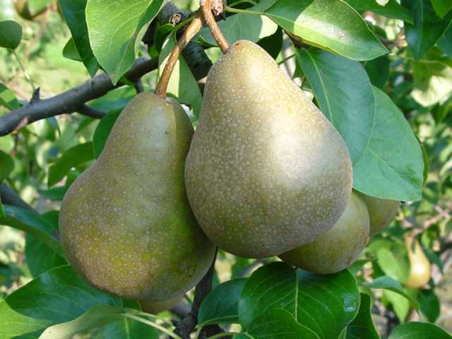 Poire Bosc